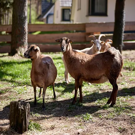 Doppelhaushaelften Im Naturresort * Drewitz